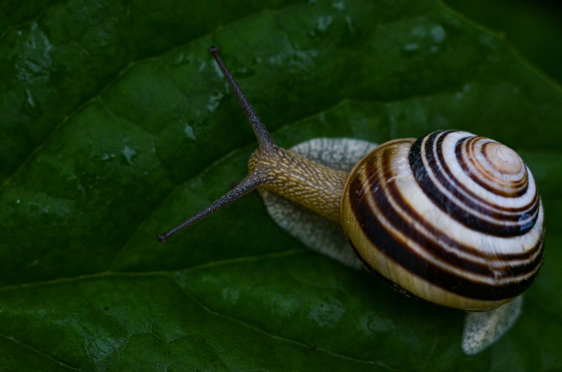 Petit escargot paroles et comptine — escargot mignon jardin gros plan